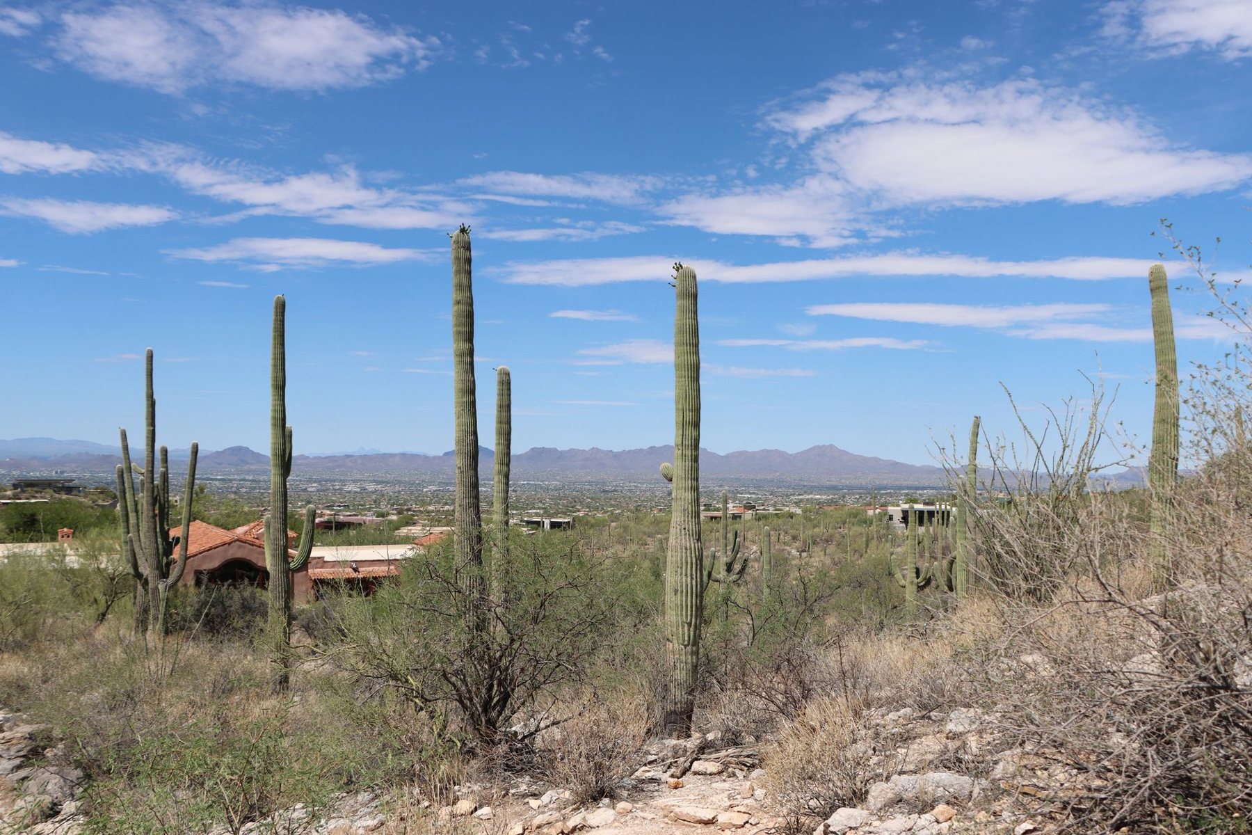Cactus & Yucca Removal in Mesa AZ