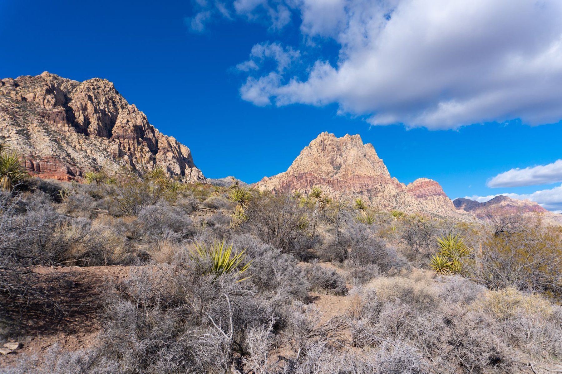 Lot & Brush Clearing in Mesa AZ